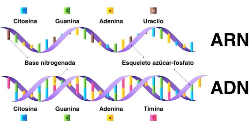 acidos nucleicos adn arn moleculas polimeros