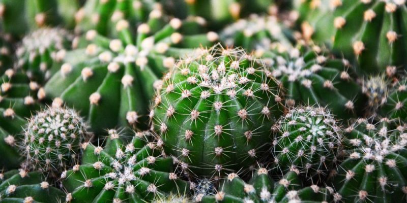 Adaptación de los Seres Vivos