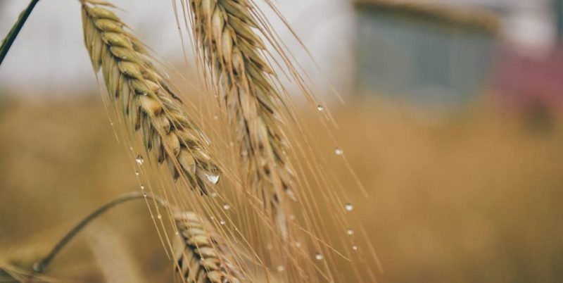 alimentos transgenicos