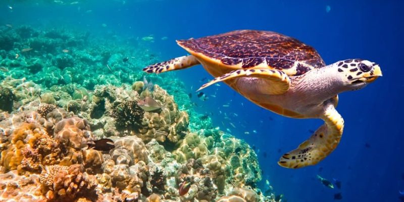 animales de la costa tortuga carey