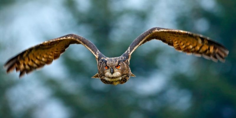 animales del bosque aguila