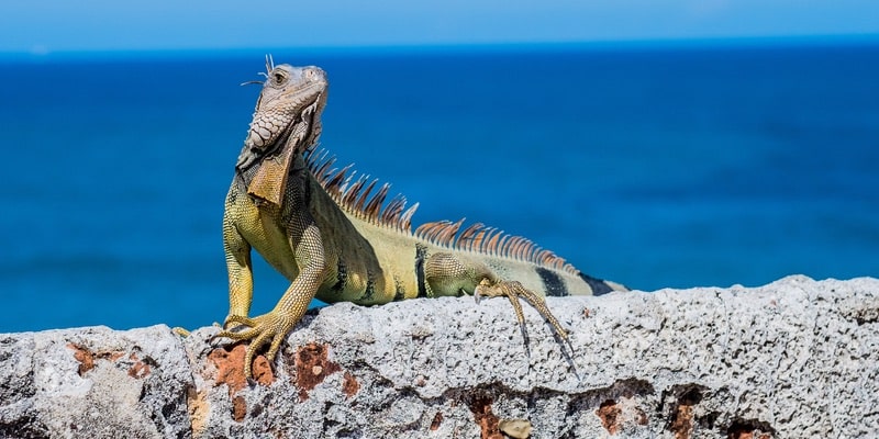 Una iguana recibe la luz del sol en la playa.