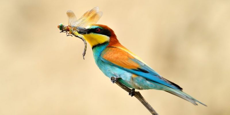 animales insectivoros aves