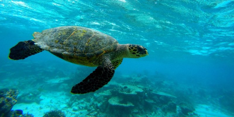 Tortuga bajo el mar.