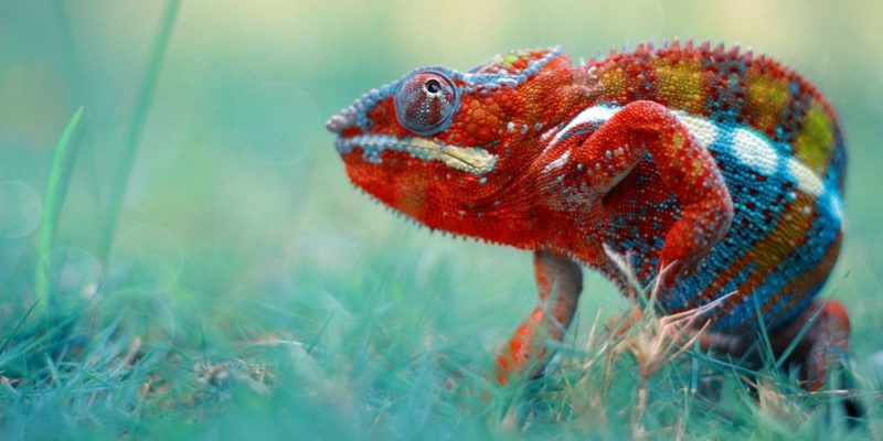 Salamandra en la hierba.