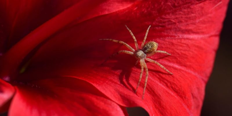 Una araña sobre el pétalo de una flor.
