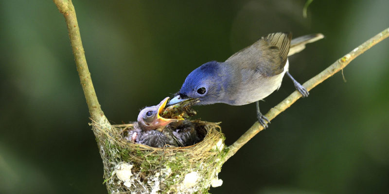 Un pájaro alimentando a sus pichones