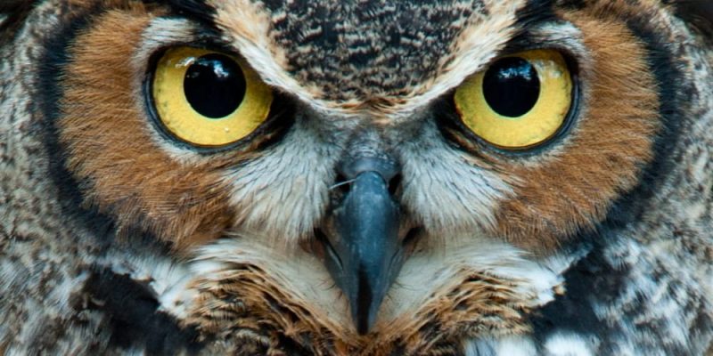 caracteristicas de los seres vivos