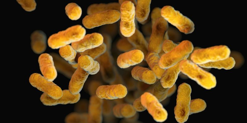 Ilustración de una célula procariota