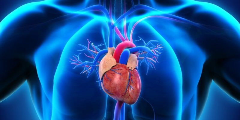 Circulación mayor y menor en el cuerpo humano