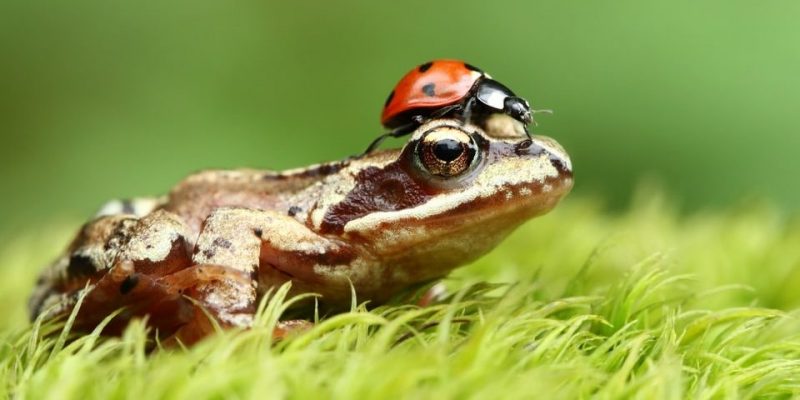 Un insecto sobre una rana