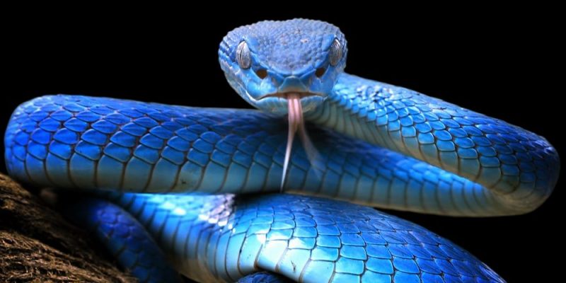 Serpiente azul.