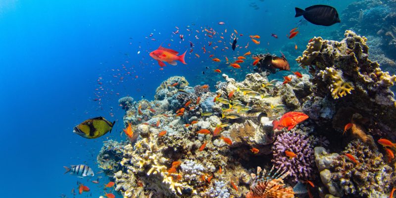 Arrecife de coral con peces coloridos
