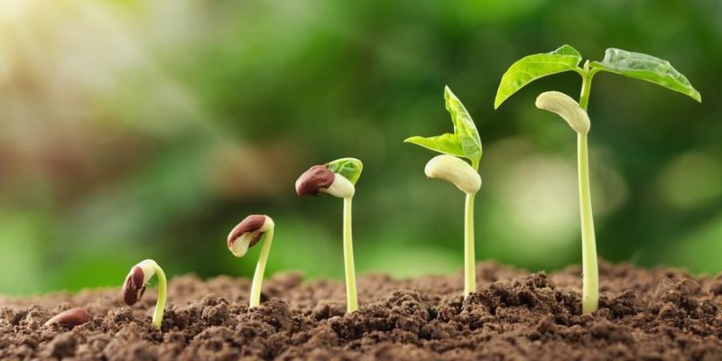 Crecimiento de una planta.