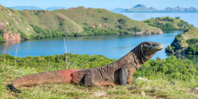 Dragón de Komodo.