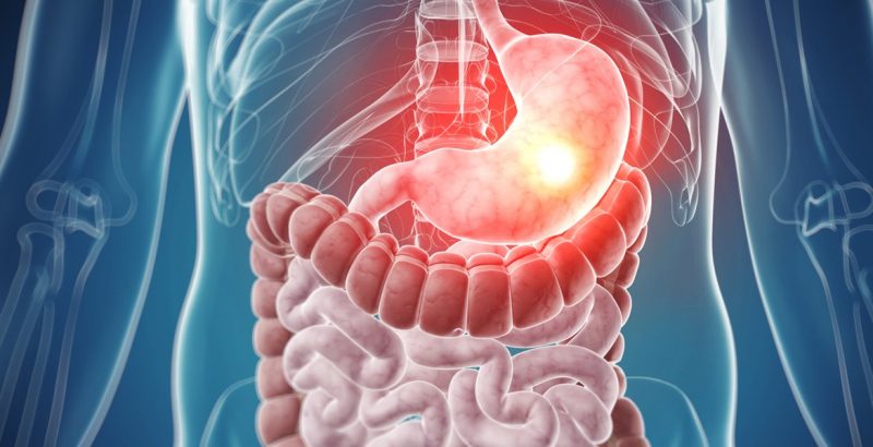 El sistema digestivo