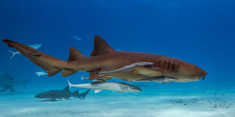 Tiburón acompañado de peces que lo utilizan de transporte